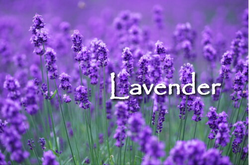 ラベンダー精油 30ml♪【送料無料】100％ピュア　エッセンシャルオイル♪アロマ業界では大人気の精油♪(殺菌/抗うつ/鎮静)　オーガニック♪落ち着く定番の香り♪アロマオイル♪