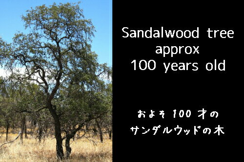 サンダルウッド(白檀)チップ（25g） ナチュラル♪【ゆうパケット可】オーストラリア政府の管理下で伐採される貴重な木♪ず〜っと使えます！