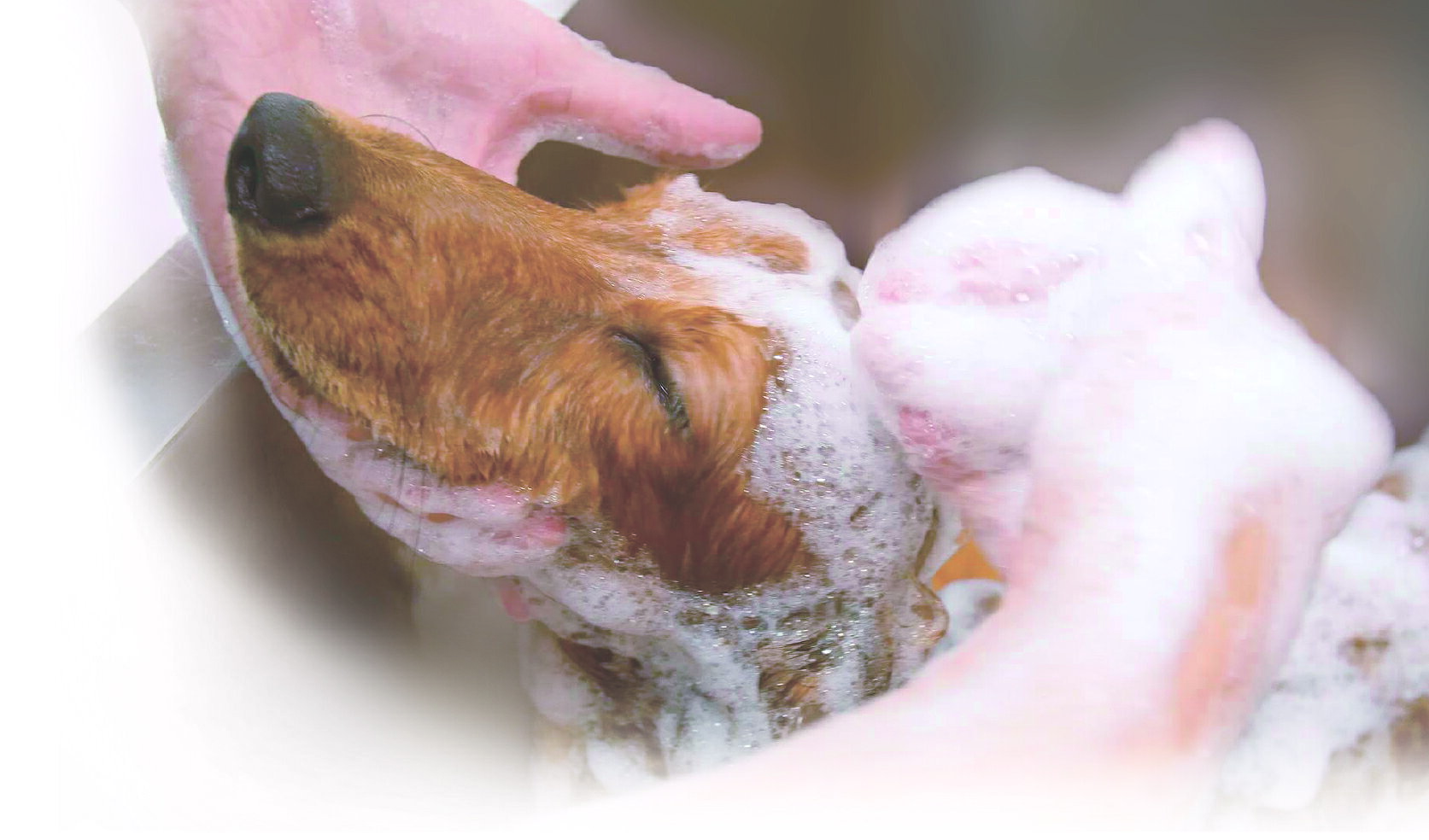 ペットキレイ泡リンスインシャンプー犬用ニオイクリアつめかえ用180ml [trmt]