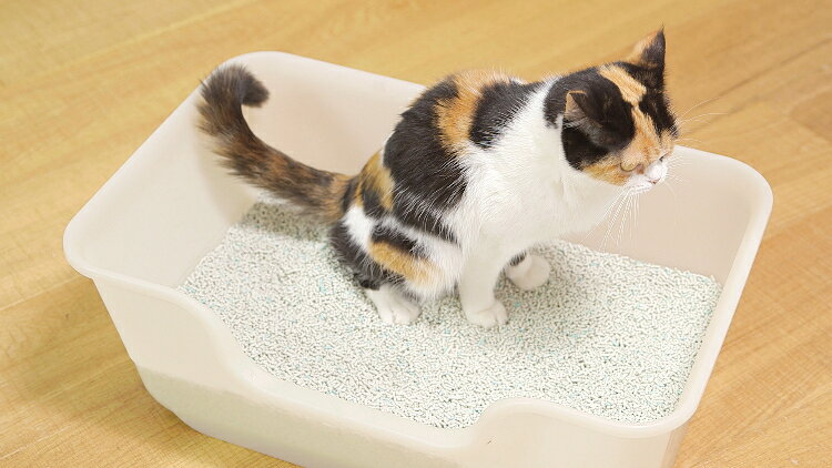 marqueeのライオンペット ニオイをとる砂5L 猫用 猫砂 トイレ砂 鉱物砂 消臭 パワフル抗菌 国産 [trmt]｜アングル3