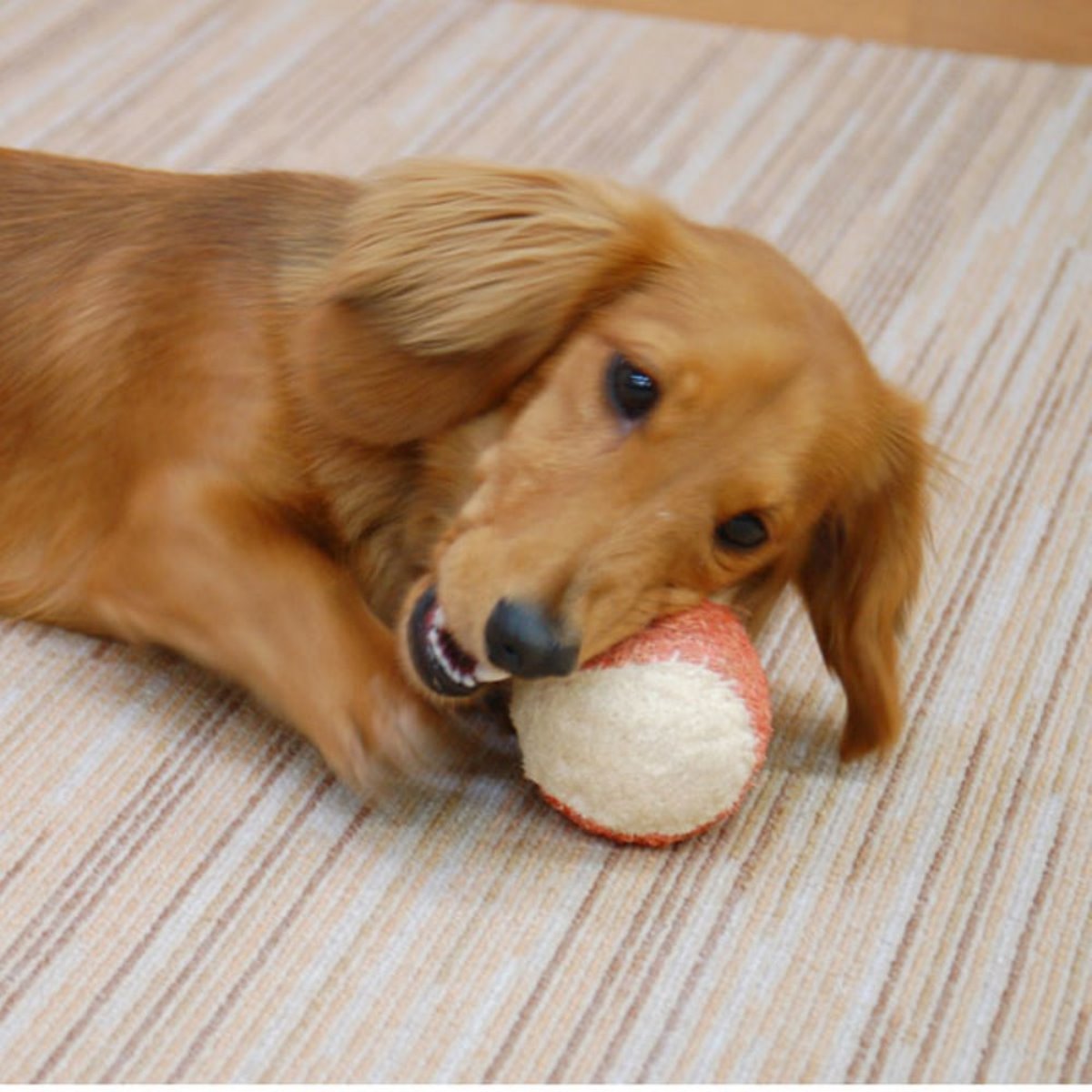 ドギーマンへちまデンタルボール型S [trmt]