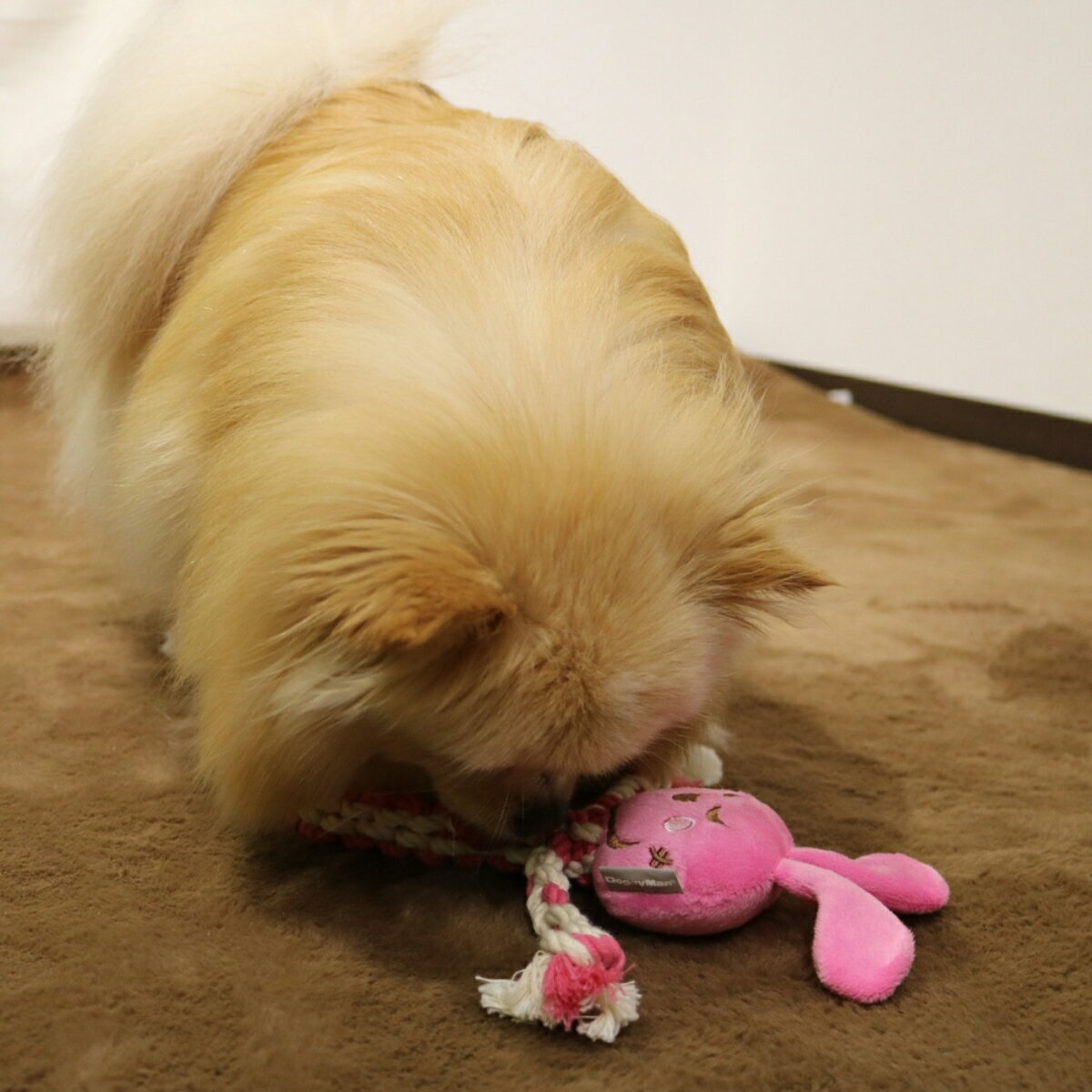 ドギーマン激遊びハミガキコットンうさっちSS [trmt] 3