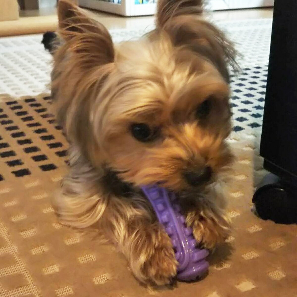 �ɥ����ޥ�STRONGDUMBBELLSS [trmt]