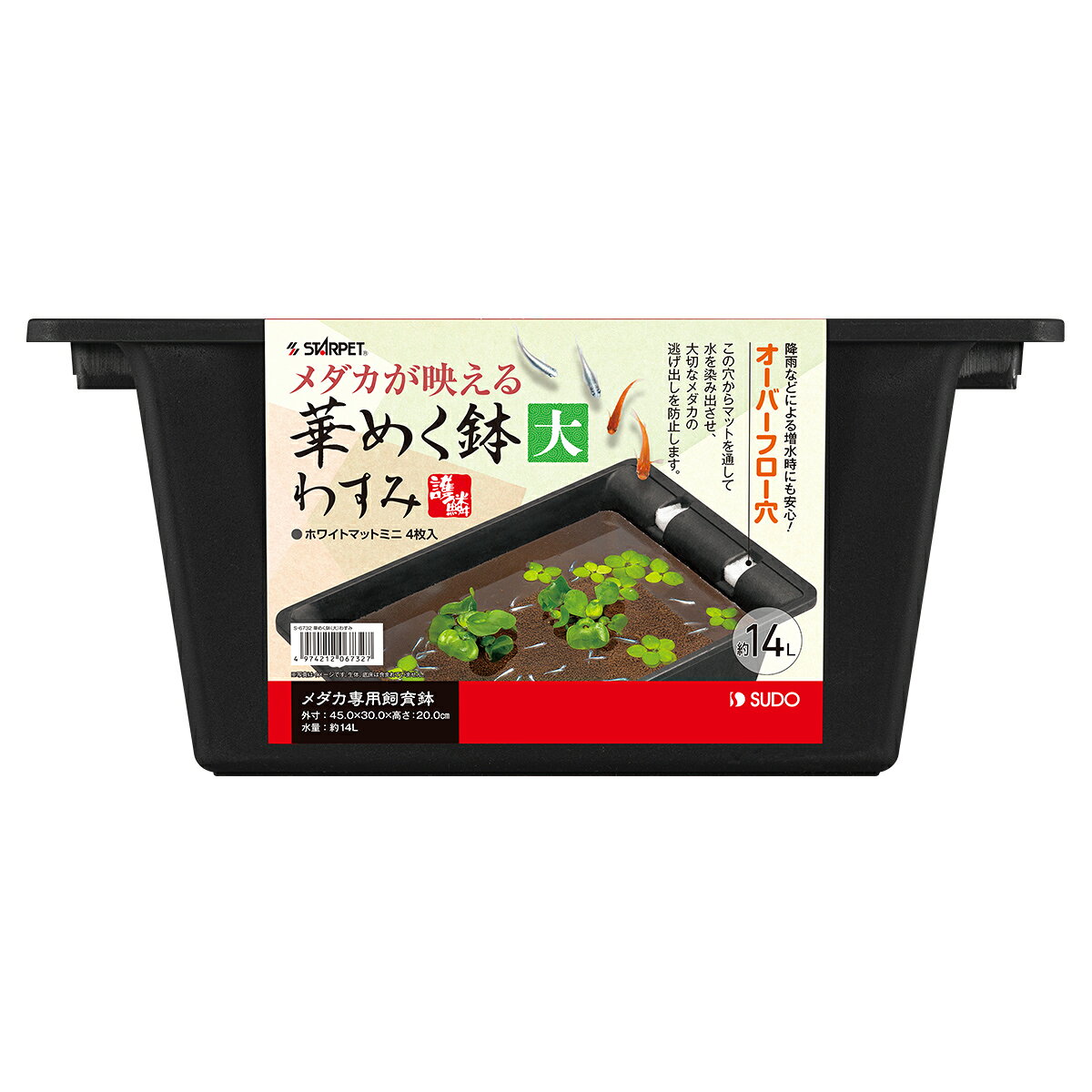 スターペット華めく鉢大わすみ [trmt]