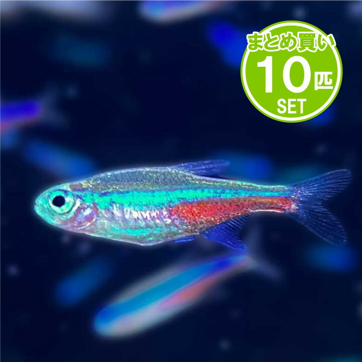 [同梱不可] グリーンネオンテトラ 生体 10匹セット 淡水魚 観賞魚 熱帯魚 小型 水槽用【mqe】 アクアリウム 飼育 用品 [trmt]