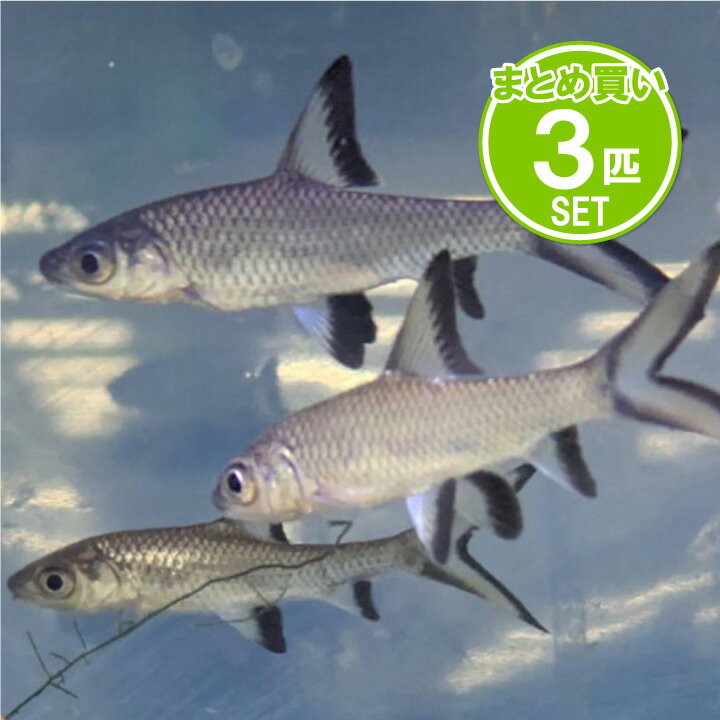 [同梱不可] 生体 シルバーシャーク 3匹セット 淡水観賞魚 熱帯魚 初心者向け［個体サイズ、模様、 ...