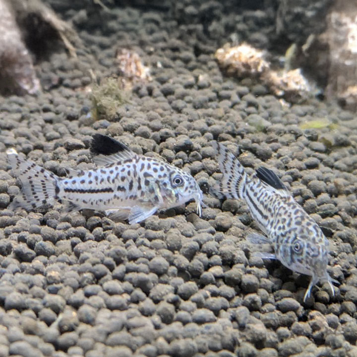 [Ʊ���Բ�] ����ɥ饹������꡼ ø��� ��mqe��