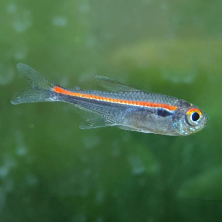 Tropical Fishes - [同梱不可] 生体 ハイフェソブリコン アマパエンシス 熱帯魚 【mqe】