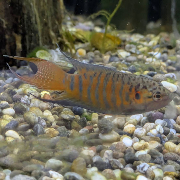 [同梱不可] 生体 パラダイスフィッシュ 熱帯魚 【mqe】