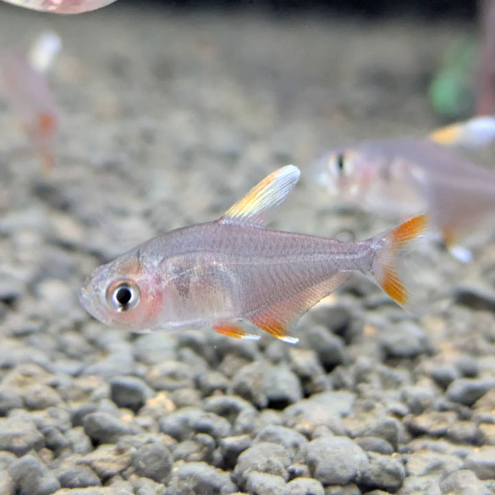 [同梱不可] 生体 ホワイトフィンロージーテトラ 熱帯魚 【mqe】