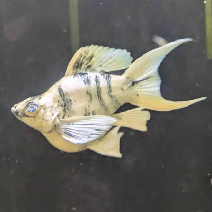 [同梱不可]生体 ブルーアイゼブラバルーンライヤーモーリー 熱帯魚 【mqe】