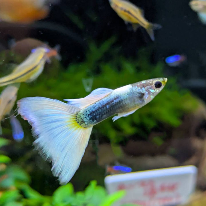 楽天市場】グッピー ドイツイエロータキシード（熱帯魚・アクアリウム