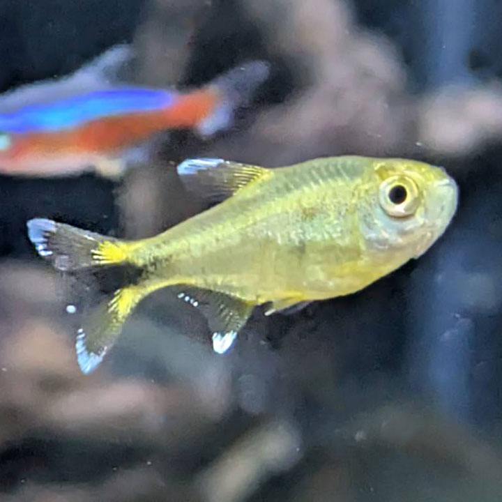 [同梱不可] 生体 ハセマニア 熱帯魚 (10匹セット) 【mqe】