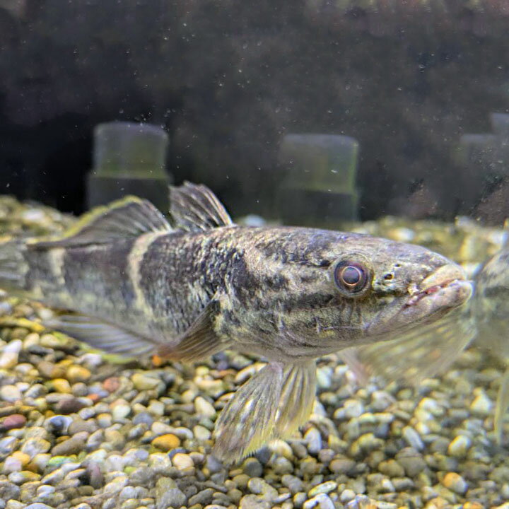[同梱不可]生体 クモマダラハゼ 観賞魚 【mqe】