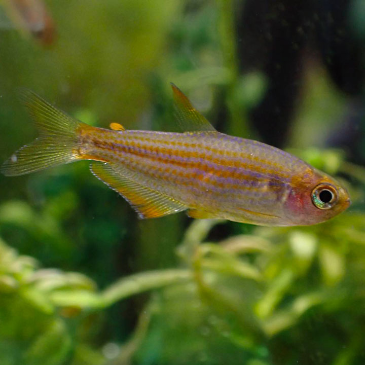 [同梱不可]生体 インパイクティス・パラウアピランガ 熱帯魚 【mqe】