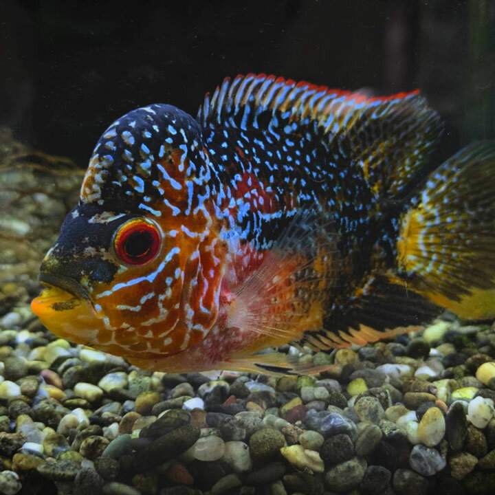 [同梱不可] 生体 フラワーホーン キングカムファ 大型熱帯魚 【mqe】