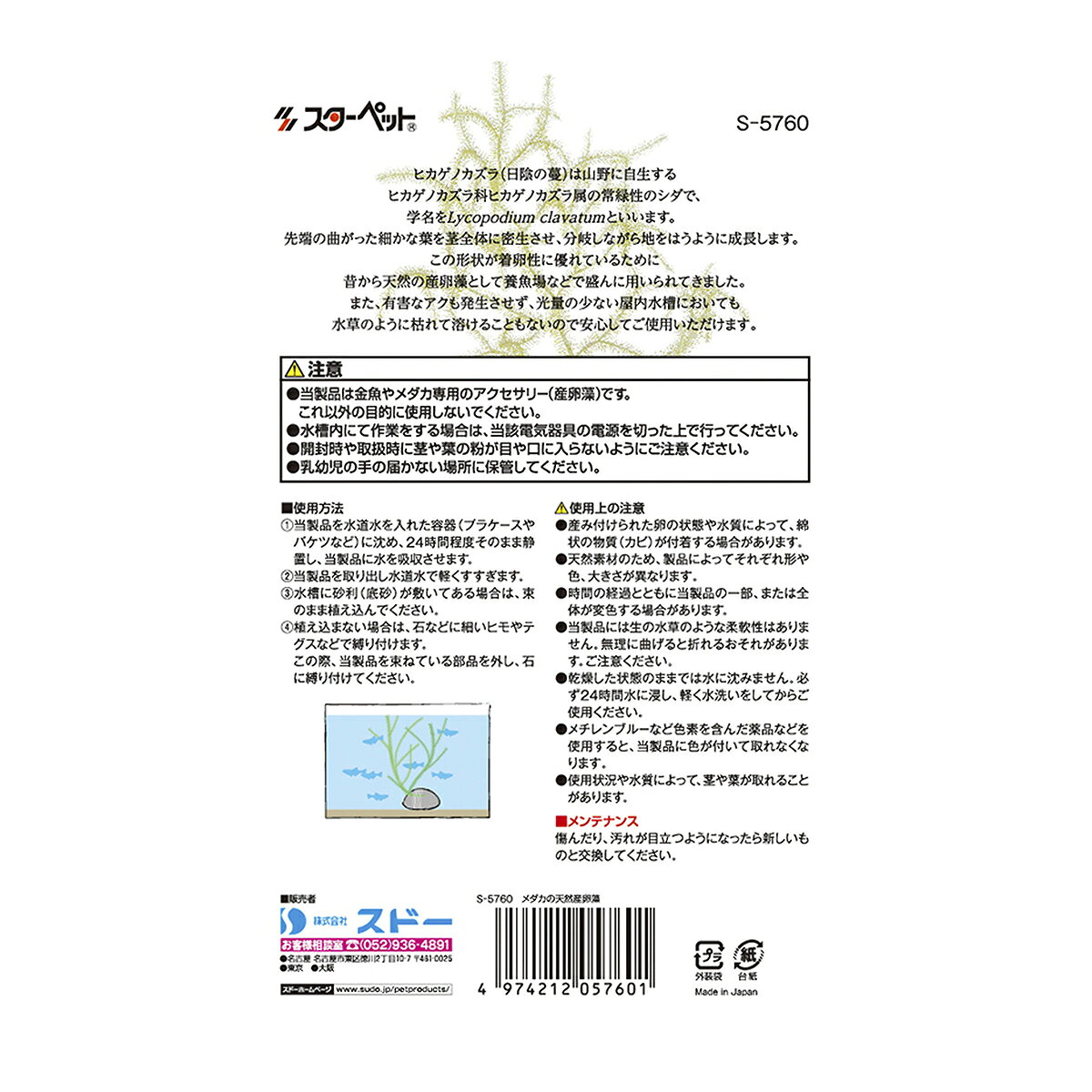 スターペットメダカの天然産卵藻 [trmt]