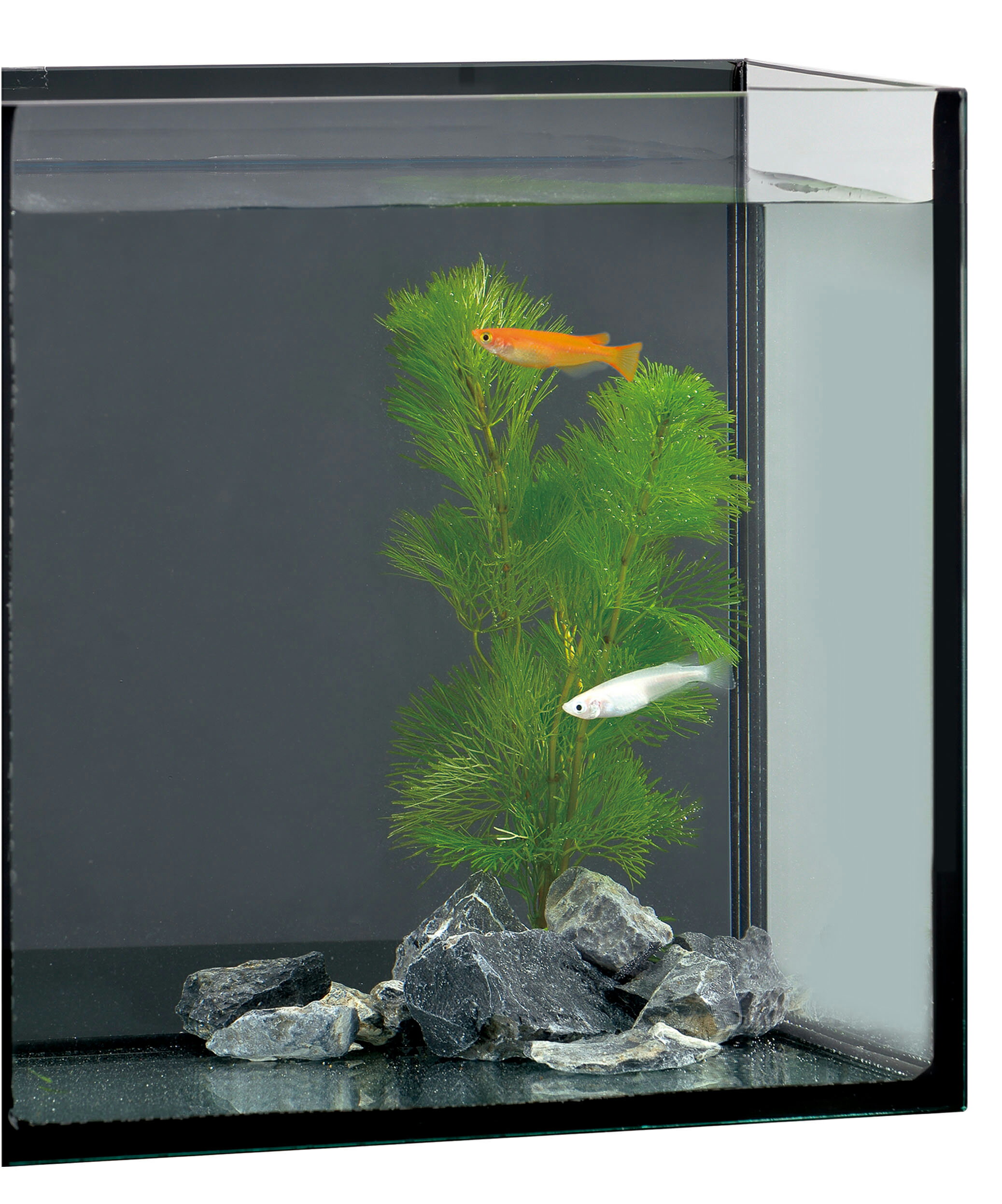 ジェックスグラステリアメダカ横見 アクアリウム 熱帯魚 水槽 飼育 用品 [trmt]