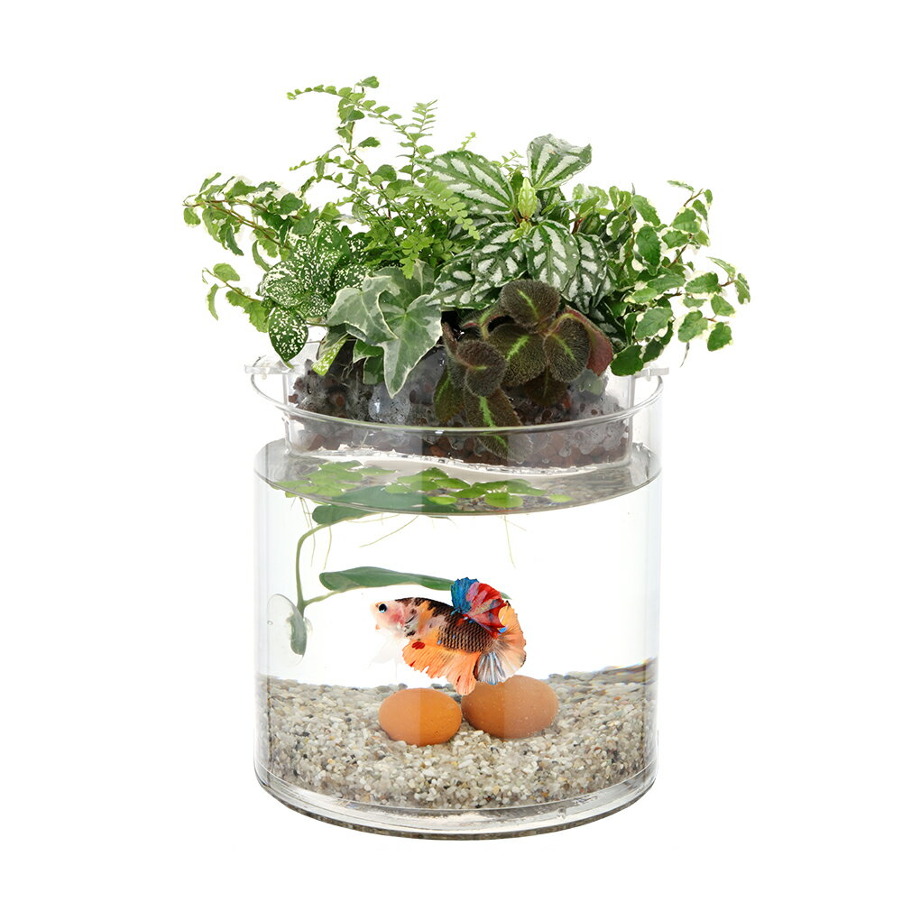 �������ƥꥢ�٥���P150S �٥��ѿ��� ���췿���� ���տ�ʪ ���� �٥����� ���� [trmt]