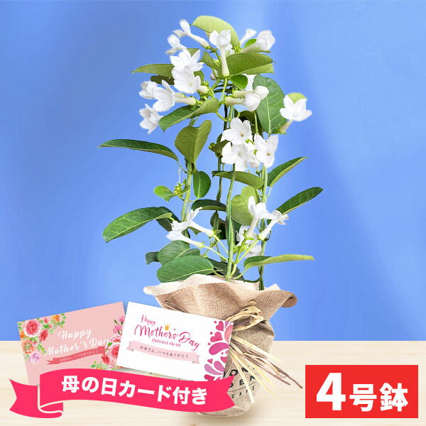 【母の日専用ギフト】母の日ギフト お花 マダガスカルジャスミン（4号鉢）鉢植え【送料無料】【直送】フラワーギフト 人気 4号 お花 鉢花 鉢植え 生花 メッセージカード 母の日 父の日