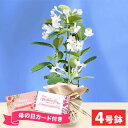 【母の日専用ギフト】母の日ギフト お花 マダガスカルジャスミン（4号鉢）鉢植え【送料無料】【直送】フラワーギフト 人気 4号 お花 鉢花 鉢植え 生花 メッセージカード 母の日