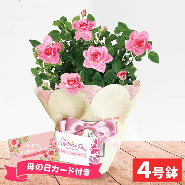 【母の日専用ギフト】母の日ギフト お花 ミニバラ・ピンク（4号鉢）鉢植え【送料無料】【直送】フラワーギフト 人気 4号 お花 鉢花 鉢植え 生花 メッセージカード 母の日 ギフト 父の日