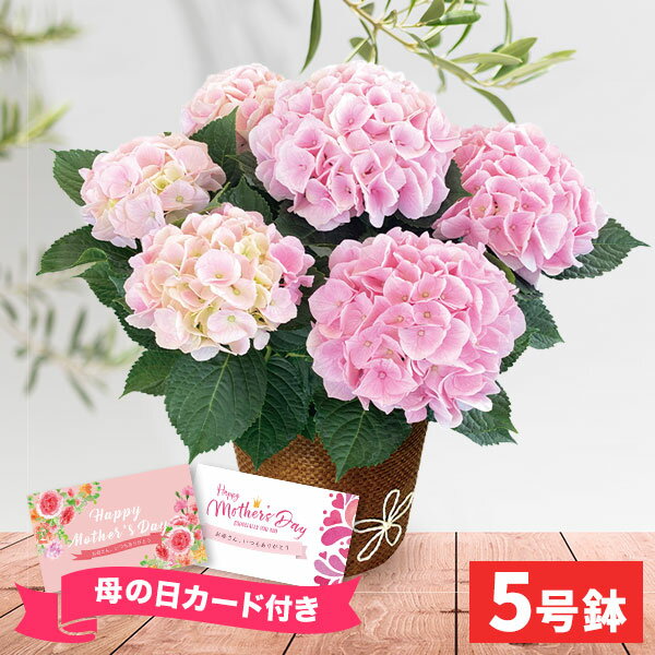 【母の日専用ギフト】母の日ギフト お花 あじさい コットンキャンディ（5号鉢）鉢植え【送料無料】【直送】フラワーギフト 人気 お花 鉢花 鉢植え 生花 メッセージカード 母の日 ギフト 父の日