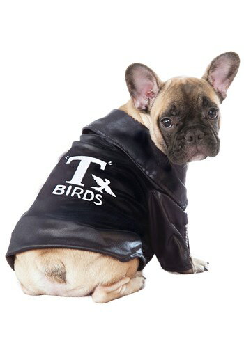Grease T-Birds Jacket Pet 塼 ϥ ץ   ƻ ⤷ ٥ ѡƥ ...