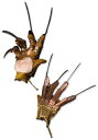ナイトメア on Elm Street Freddy グローブ | コスプレ 衣装 仮装 小道具 おもしろい イベント パーティ 発表会 デコレーション リボン...