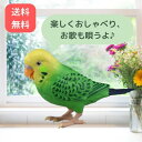 タカラトミー 毎日おしゃべり 天才インコちゃん 脳トレやゲームもできる! 自宅遊び 在宅応援 ステイホーム おうち時間 ストレス緩和
