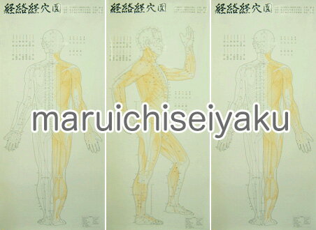鍼灸経絡経穴図　3枚セット