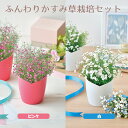 【100円クーポン有】ふんわりかすみ草栽培セット ピンク 白 ホワイト 栽培キット 家庭菜園 キッチン菜園 おうち菜園 卓上菜園 花 フラワー プランター 室内...
