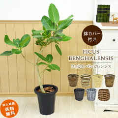 https://thumbnail.image.rakuten.co.jp/@0_mall/marubun-shop/cabinet/shohin/form/benga/bengha_abcdefg.jpg