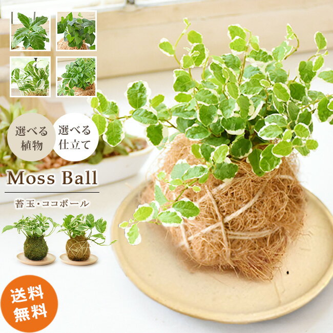 【苔玉・ココボール 陶器受け皿付 ミニサイズ】観葉植物 小型 おしゃれ インテリア ギフト 祝い 開店 誕生日 新築 プレゼント ラッピング 母の日 父の日 敬老の日