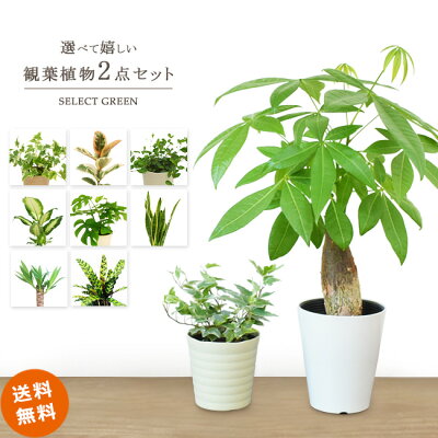 初心者向けの観葉植物12選 育てやすい上にインテリアとして映える品種を紹介 暮らし の