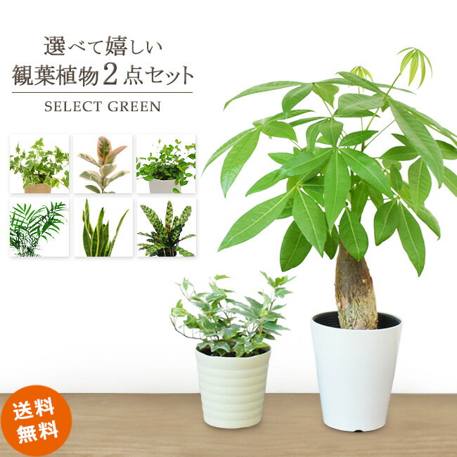 【選べる観葉植物 2点セット】 インテリア おしゃれ パキラ ガジュマル オリーブの木 ローレンチ  ...