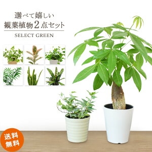 【選べる観葉植物 2点セット】 インテリア おしゃれ パキラ ガジュマル オリーブの木 ローレンチ モンステラ プミラ アイビー シャングリラ ポトス オーガスタ テーブルヤシ カラテア サボテン 母の日 父の日