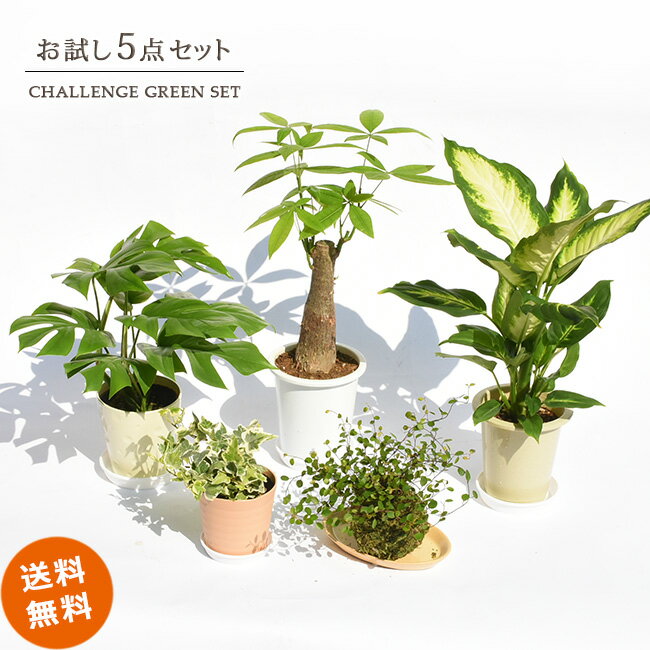 【観葉植物 お試し5点セット 卓上サイズ】 おしゃれ インテリア 初心者 人気 おまかせ プレゼント 女性 男性