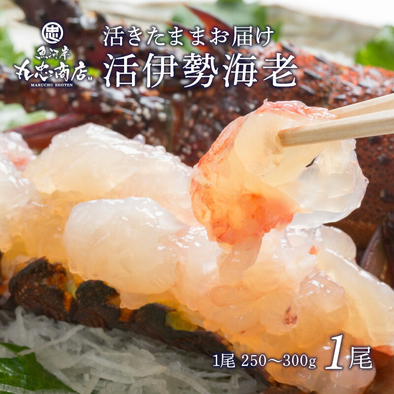 伊勢エビ 活伊勢海老 1尾 (1尾250～300g) 伊勢エビ イセエビ 刺身 ごちそう 贈答用 オードブル 国産 お取り寄せ お祝い ギフト