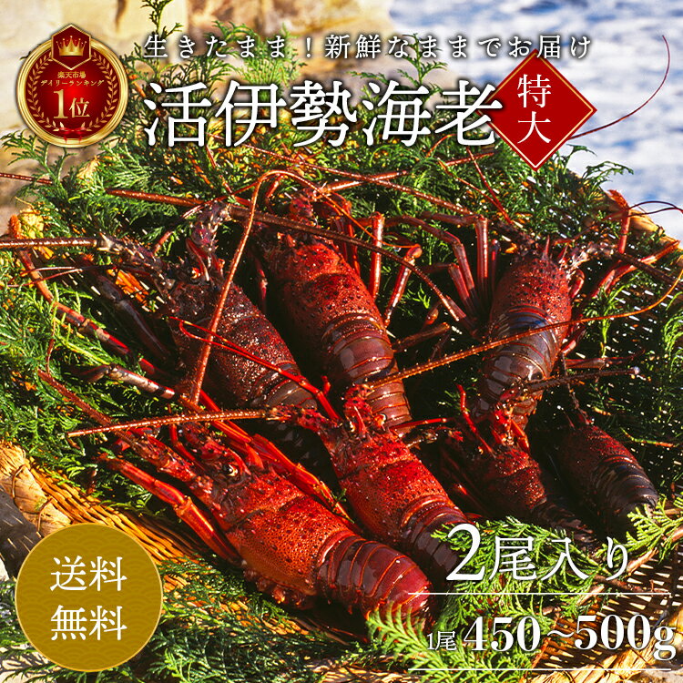 生きたまま 活伊勢海老 2尾 (1尾 450g〜500g) 特大サイズ 刺身 伊勢エビ イセエビ 国産 お取り寄せ ギフト グルメ お祝い 敬老の日