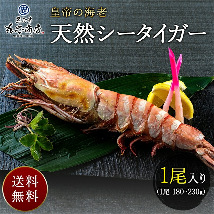 特大 皇帝の海老【SEA-1】 天然シータイガー 1尾 (1尾180~230g) お中元 ギフト えび エビ 海老 海鮮 特大 エビフライ 内祝い お祝い お返し お取り寄せ 食べ物 グル