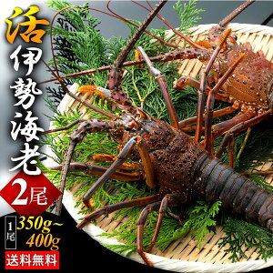 生きたまま 活伊勢海老 2尾 (1尾 350g〜400g) 刺身 伊勢エビ イセエビ 国産 お取り寄せ ギフト グルメ お祝い 敬老の日