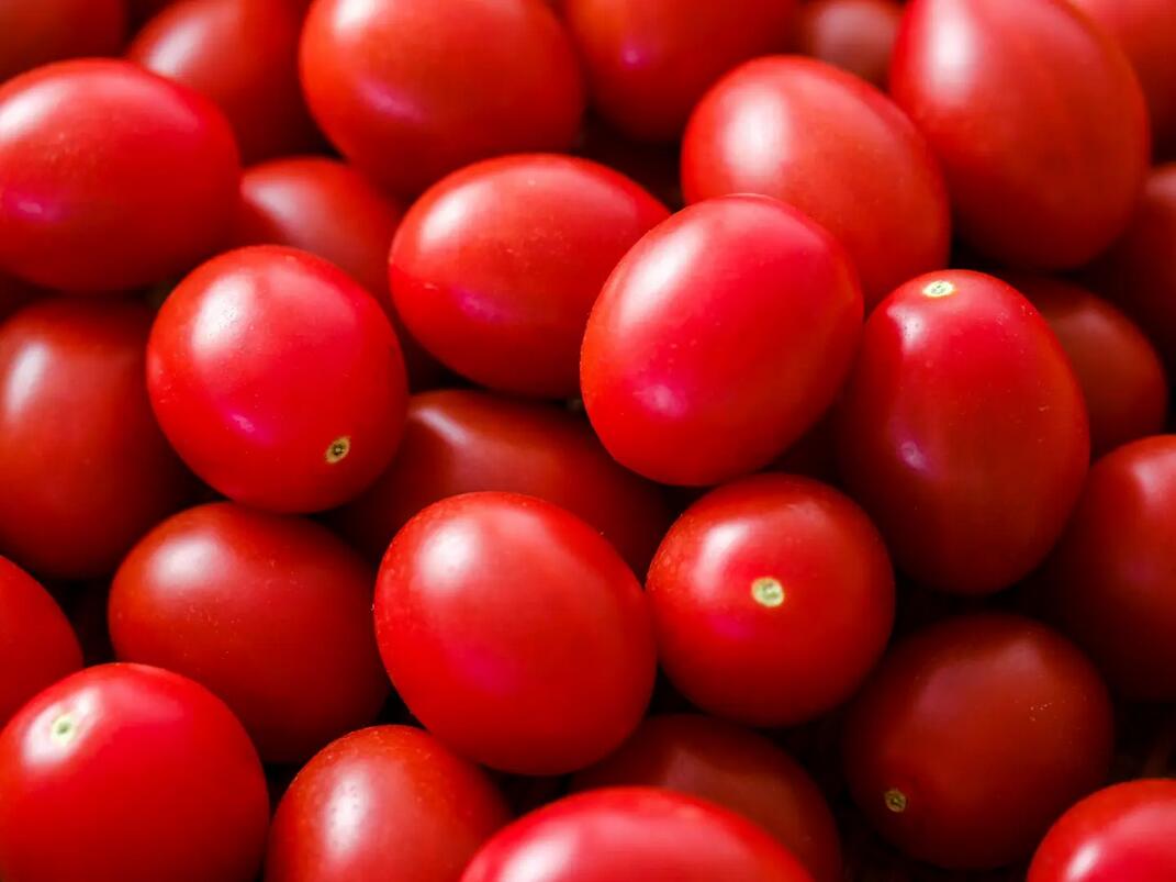 国産　シシリアンルージュ　トマト　約1KG