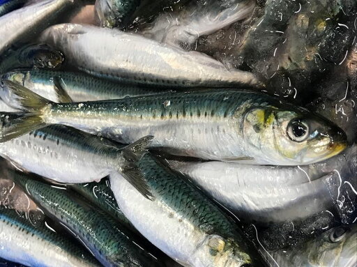石川県産 マイワシ4尾入り 約500g 石川県産 マイワシ4尾入り 約500g