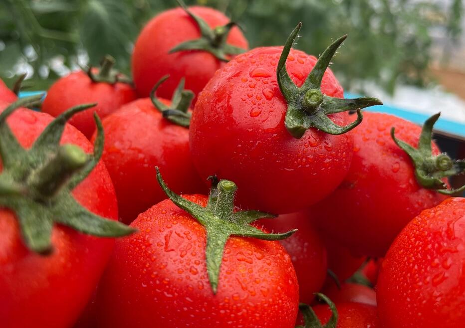 北海道産 ミディアムファンゴッホ (中玉トマト) 約1KG