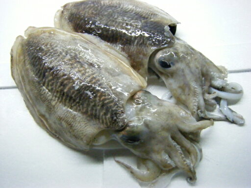 徳島県産 甲イカ(スミイカ)2杯 約500g~600g 冷蔵便 徳島県産 甲イカ(スミイカ)2杯 約500g~600g 冷蔵便
