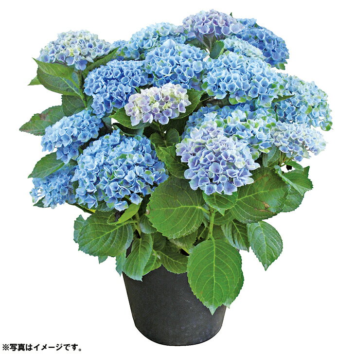 (銀行振込、コンビニ決済受付は終了しました)父の日あじさい「マジカルレボリューション」 （父24-220）のサムネイル