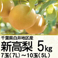 千葉県産白井地区産新高梨5kg7L~5L7玉~10玉(220_梨24)
