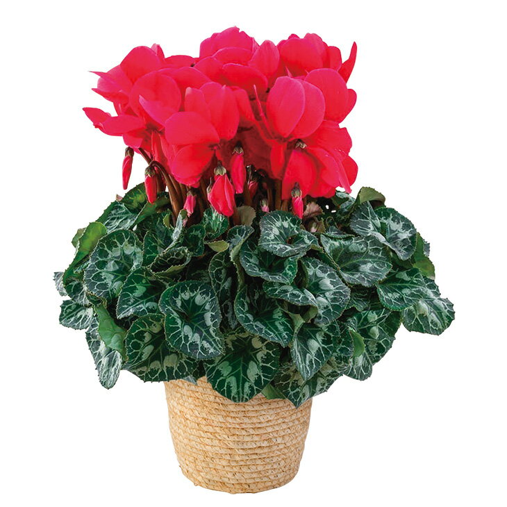 お歳暮　シクラメン『シュトラウス』（220_25冬）