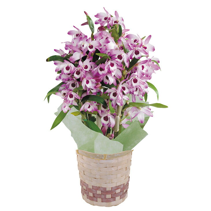 お歳暮　デンドロビューム（220_25冬）